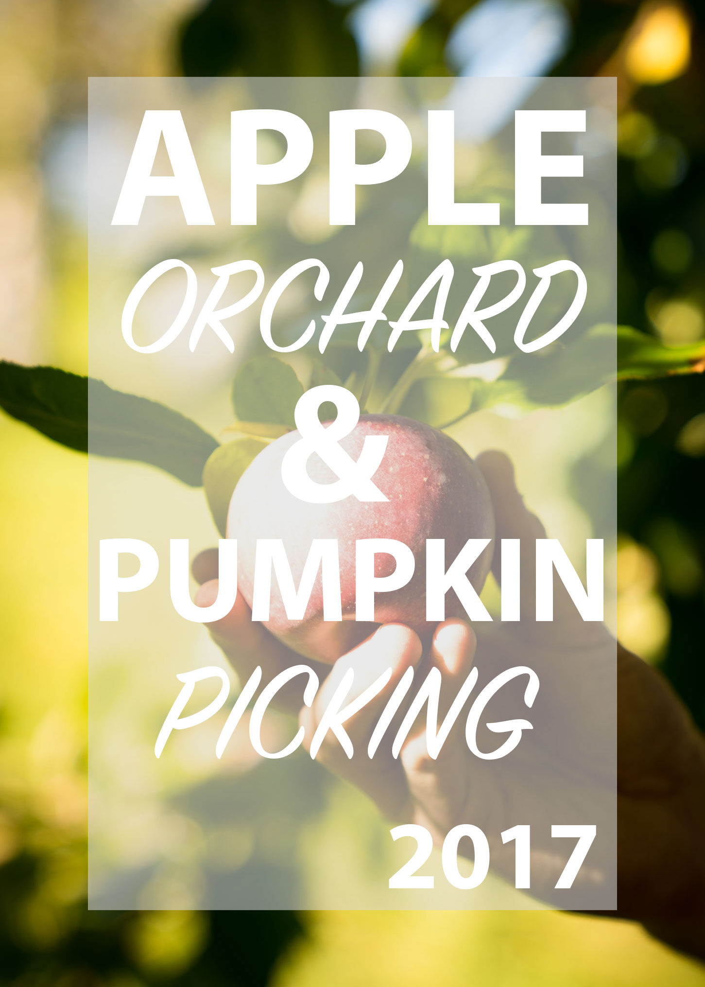 Apple Orchard & Pumpkin picking 2017